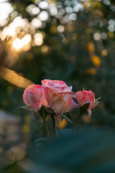 Virágzó Sárga Vörös Rózsák Egy Misztikus Kertben Egy Titokzatos Mese — Stock Fotó