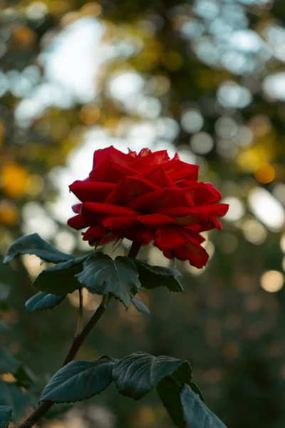 Прекрасні Літні Квіти Фон Квітучі Ніжні Троянди Святковому Тлі Квітучих — стокове фото