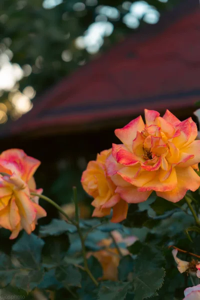 Gyönyörű Nyári Virágok Mint Háttérben Virágzó Finom Rózsák Ünnepi Hátterében — Stock Fotó