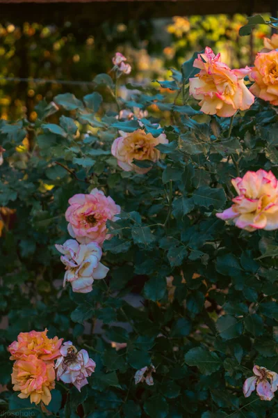 背景として美しい夏の花 花の咲くお祝いの背景に繊細なバラの花のカードのパステルと繊細な花束 — ストック写真