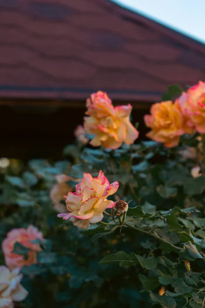 Gyönyörű Nyári Virágok Mint Háttérben Virágzó Finom Rózsák Ünnepi Hátterében — Stock Fotó