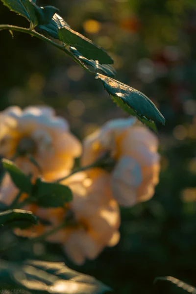 Hermosas Flores Verano Como Fondo Rosas Delicadas Florecientes Sobre Fondo —  Fotos de Stock
