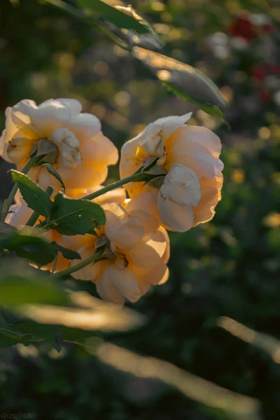 Schöne Sommerblumen Als Hintergrund Blühende Zarte Rosen Auf Einem Festlichen — Stockfoto