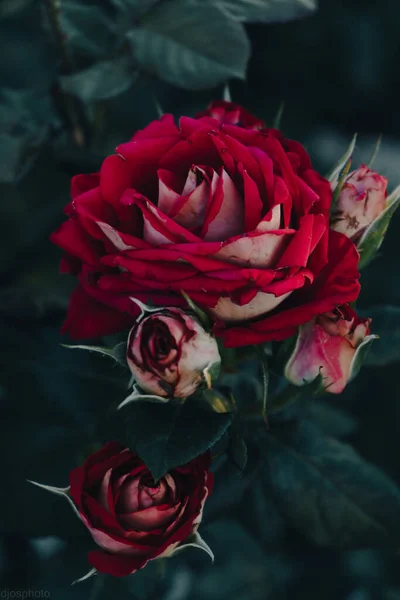 Κόκκινα Τριαντάφυλλα Στο Φόντο Των Ακτίνων Του Ήλιου Στον Κήπο Royalty Free Εικόνες Αρχείου