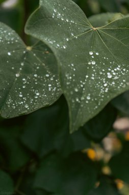 Yağmur damlalı zambak çiçeği. Masaüstü duvar kağıdı. Yağmur damlaları. Zambak. Yapraklarında yağmur damlaları olan bir zambak çiçeğinin yakın çekimi. Doğada güzellik. Yaz çiçekleri. Anneler günü kartı, kadınlar günü kartı.