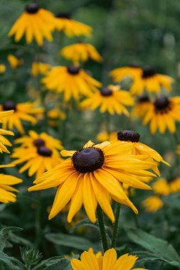 Rudbeckia bitkileri, Asteraceae sarı ve kahverengi çiçekleri, koni çiçekleri ve siyah gözlü susanların yaygın isimleri. İlkbaharda çiçeklerin verdiği pozitif ve mutlu bir duygu.