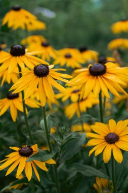 Rudbeckia bitkileri, Asteraceae sarı ve kahverengi çiçekleri, koni çiçekleri ve siyah gözlü susanların yaygın isimleri. İlkbaharda çiçeklerin verdiği pozitif ve mutlu bir duygu.