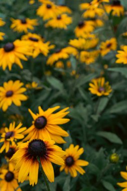 Rudbeckia bitkileri, Asteraceae sarı ve kahverengi çiçekleri, koni çiçekleri ve siyah gözlü susanların yaygın isimleri. İlkbaharda çiçeklerin verdiği pozitif ve mutlu bir duygu.