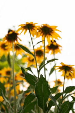 Rudbeckia bitkileri, Asteraceae sarı ve kahverengi çiçekleri, koni çiçekleri ve siyah gözlü susanların yaygın isimleri. İlkbaharda çiçeklerin verdiği pozitif ve mutlu bir duygu.