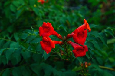 Yaz boyunca karanlık arka planda çiçek açan Campsis Grandiflora 'nın kırmızı çiçekleri. Campsis grandiflora, yaygın olarak Çin trompet asması olarak bilinir.