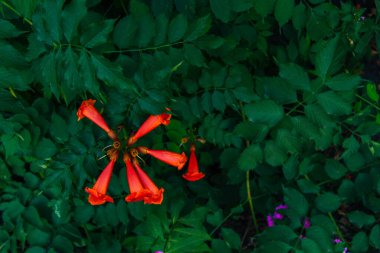 Yaz boyunca karanlık arka planda çiçek açan Campsis Grandiflora 'nın kırmızı çiçekleri. Campsis grandiflora, yaygın olarak Çin trompet asması olarak bilinir.