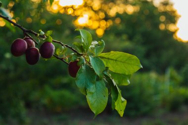 Seçici odaklanma. Erik bahçesinde olgun mavi-mor erikler. Tarım ve taşımacılık geçmişi. Çiftlikte bir sürü olgun meyve var. Bahçede olgun erikler