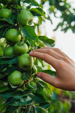 Bahçede yeşil elma dolu bir ağaç. Bir adamın eli bahçede elma topluyor. Elma hasatı. Çiftçilerin elleri taze toplanmış elmalarla