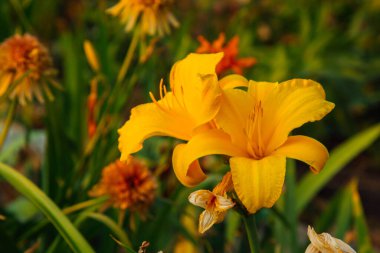 Yağmur damlalı zambak çiçeği. Masaüstü duvar kağıdı. Yağmur damlaları. Zambak. Yapraklarında yağmur damlaları olan bir zambak çiçeğinin yakın çekimi. Doğada güzellik. Yaz çiçekleri. Anneler günü kartı, kadınlar günü kartı.