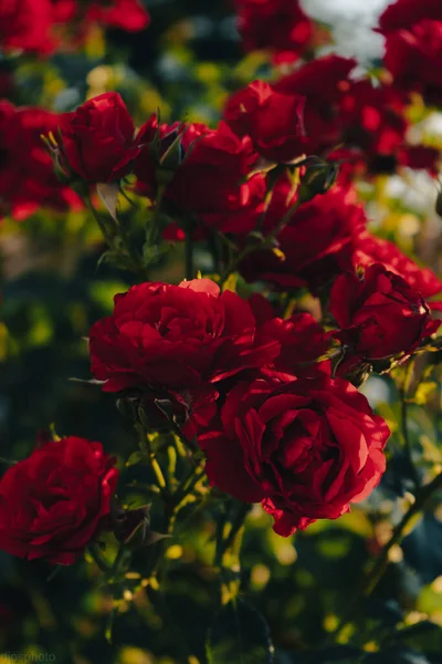 Hermosas Flores Verano Como Fondo Rosas Delicadas Florecientes Sobre Fondo —  Fotos de Stock