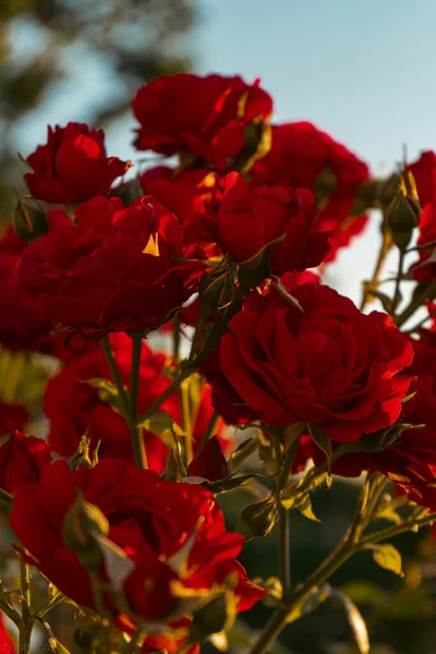 花园里的阳光映衬下的红玫瑰 贺卡模板 情人节横幅和母亲节祝福 母亲节 — 图库照片
