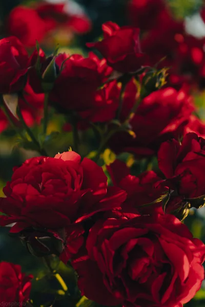Rose Rosse Sullo Sfondo Dei Raggi Del Sole Nel Giardino — Foto Stock