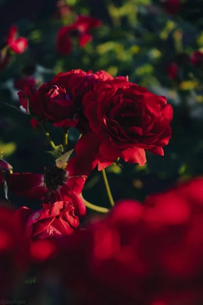 Roses Rouges Sur Fond Des Rayons Soleil Dans Jardin Modèle — Photo