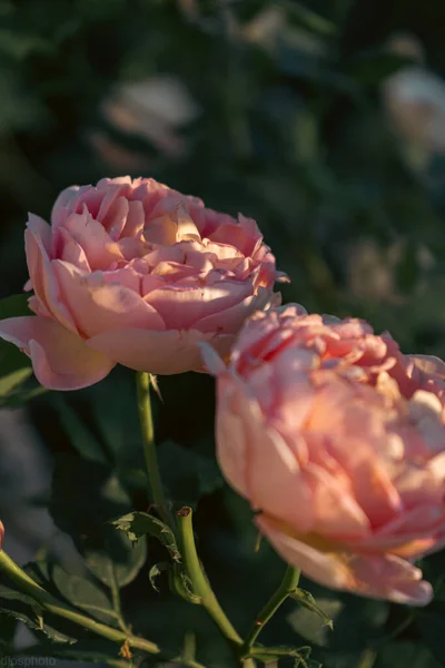 ดอกก หลาบแดงบนพ นหล งของแสงแดดในสวน เทมเพลตการ ดอวยพร แบนเนอร าหร นวาเลนไทน และความปรารถนาว — ภาพถ่ายสต็อก