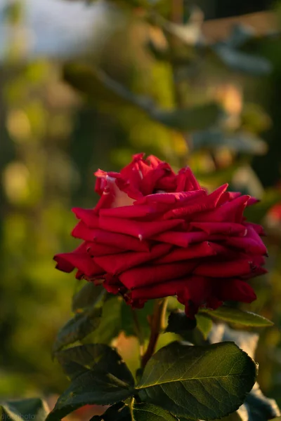 Roses Rouges Sur Fond Des Rayons Soleil Dans Jardin Modèle — Photo