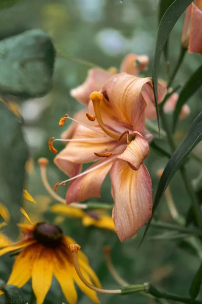 Лили Цветок Капельками Дождя Обои Рабочего Стола Капли Дождя Лили — стоковое фото