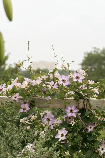Flores Roxas Jardim Místico Misterioso Conto Fadas Verão Fundo Floral — Fotografia de Stock
