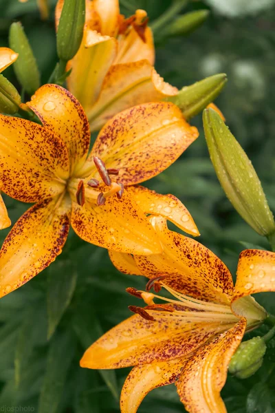 Lily flower with rain drops. Desktop wallpaper. raindrops. lily. Close-up of a lily flower with raindrops on the petals. Beauty in nature. Summer flowers. Mother\'s day card, women\'s day