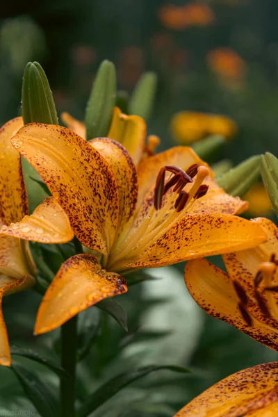 Лили Цветок Капельками Дождя Обои Рабочего Стола Капли Дождя Лили — стоковое фото