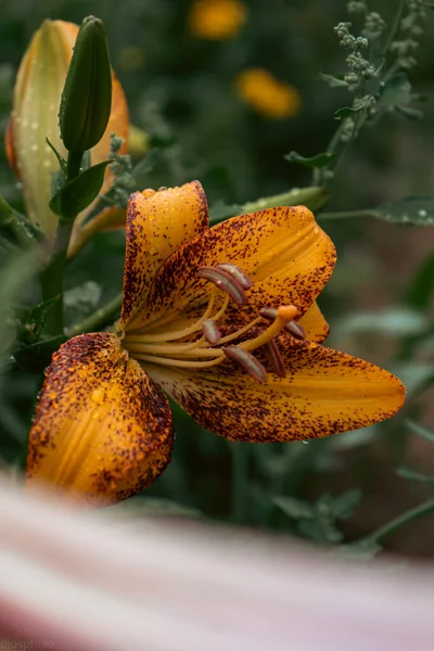 Lily Λουλούδι Σταγόνες Βροχής Ταπετσαρία Σταγόνες Βροχής Λίλι Κοντινό Πλάνο — Φωτογραφία Αρχείου