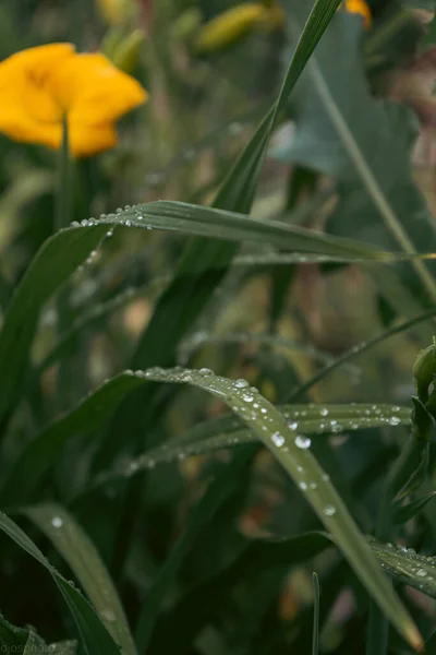 雨滴とユリの花 デスクトップ壁紙 雨の日だ リリー 花弁に雨粒がついたユリの花のクローズアップ 自然の美しさ 夏の花 母の日カード女性の日 — ストック写真