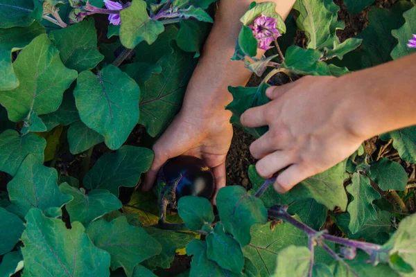 Bush Full Eggplant Fruits Garden Male Hand Harvests Vegetables Farmers — Stock Photo, Image
