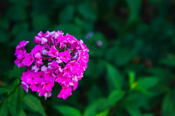 Μωβ Λουλούδια Έναν Μυστικιστικό Κήπο Ένα Μυστηριώδες Παραμύθι Καλοκαιρινό Λουλουδάτο — Φωτογραφία Αρχείου