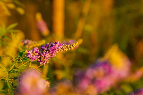 Bahçedeki Yaz Yeşili Yapraklarının Arka Planında Çiçek Açan Mor Leylak — Stok fotoğraf