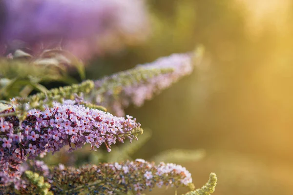 Bahçedeki Yaz Yeşili Yapraklarının Arka Planında Çiçek Açan Mor Leylak — Stok fotoğraf