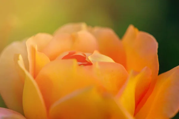 Прекрасні Літні Квіти Фон Квітучі Ніжні Троянди Святковому Тлі Квітучих — стокове фото