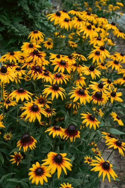 Rudbeckia Plants Asteraceae Yellow Brown Flowers Common Names Coneflowers Black Stock Picture