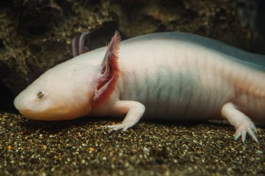 Axolotl, Meksikalı yürüyen balık, semender, kaplan semenderi. Akvaryumdaki pembe bir albino axolotl ya da evcil hayvan dükkanı. Gölün dibindeki Triton beyaz renk