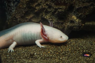 Axolotl, Meksikalı yürüyen balık, semender, kaplan semenderi. Akvaryumdaki pembe bir albino axolotl ya da evcil hayvan dükkanı. Gölün dibindeki Triton beyaz renk