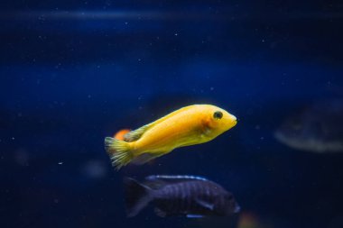 Discus, akvaryumda renkli cichlids, Amazon havzasında yaşayan tatlı su balığı. Akvaryumdaki renkli, parlak balıklar. Bir çeşit deniz balığı.