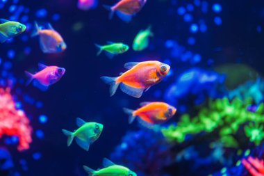 Neon ışıklı, karanlık bir akvaryumda parlayan güzel bir balık sürüsü. Glofish tetra. Arka plan bulanık. Seçici odaklanma. Su altı yaşamı