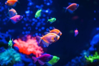 Neon ışıklı, karanlık bir akvaryumda parlayan güzel bir balık sürüsü. Glofish tetra. Arka plan bulanık. Seçici odaklanma. Su altı yaşamı
