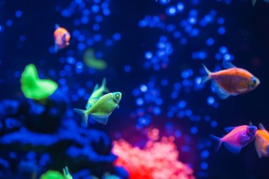 Neon ışıklı, karanlık bir akvaryumda parlayan güzel bir balık sürüsü. Glofish tetra. Arka plan bulanık. Seçici odaklanma. Su altı yaşamı