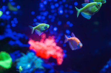 Neon ışıklı, karanlık bir akvaryumda parlayan güzel bir balık sürüsü. Glofish tetra. Arka plan bulanık. Seçici odaklanma. Su altı yaşamı