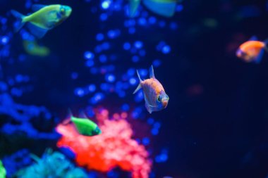 Neon ışıklı, karanlık bir akvaryumda parlayan güzel bir balık sürüsü. Glofish tetra. Arka plan bulanık. Seçici odaklanma. Su altı yaşamı