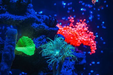 Neon ışıklı, karanlık bir akvaryumda parlayan güzel bir balık sürüsü. Glofish tetra. Arka plan bulanık. Seçici odaklanma. Su altı yaşamı