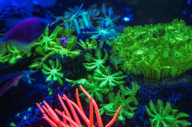 Neon ışıklı, karanlık bir akvaryumda parlayan güzel bir balık sürüsü. Glofish tetra. Arka plan bulanık. Seçici odaklanma. Su altı yaşamı