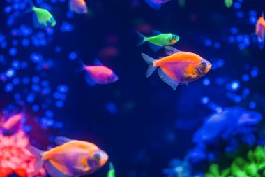 Neon ışıklı, karanlık bir akvaryumda parlayan güzel bir balık sürüsü. Glofish tetra. Arka plan bulanık. Seçici odaklanma. Su altı yaşamı