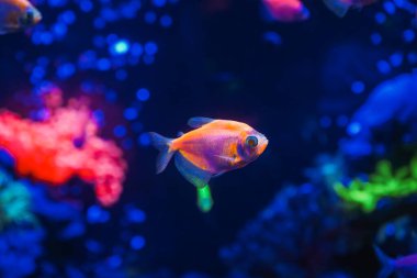 Neon ışıklı, karanlık bir akvaryumda parlayan güzel bir balık sürüsü. Glofish tetra. Arka plan bulanık. Seçici odaklanma. Su altı yaşamı