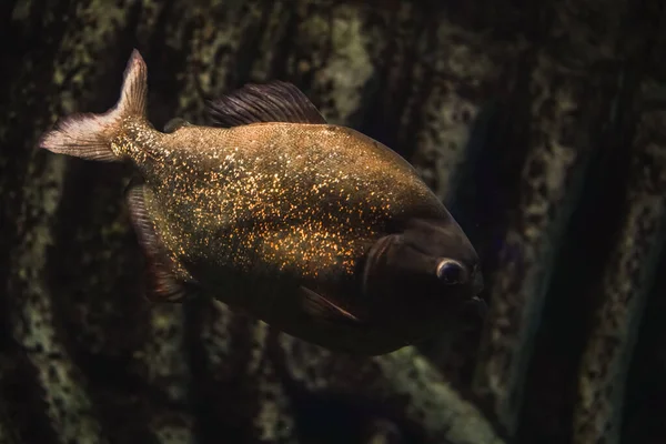 Ein Schwarm Piranhas Rotbauchpiranha Fleischessender Fisch Stellt Eine Gefahr Dar — Stockfoto