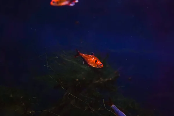 Discus Akvaryumda Renkli Cichlids Amazon Havzasında Yaşayan Tatlı Balığı Akvaryumdaki — Stok fotoğraf